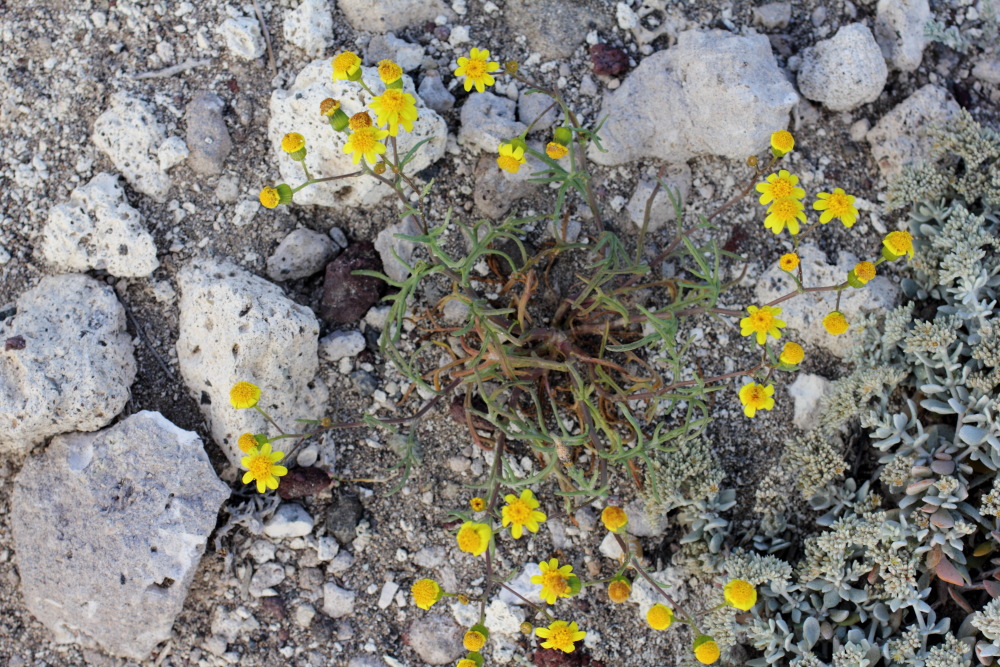 Senecio glaucus, Lokation: Spanien | Canarias | El Medano | El Médano Kategorien: Habitus, Familie: Asteraceae (Korbblütler ), Datum: 14.03.2011