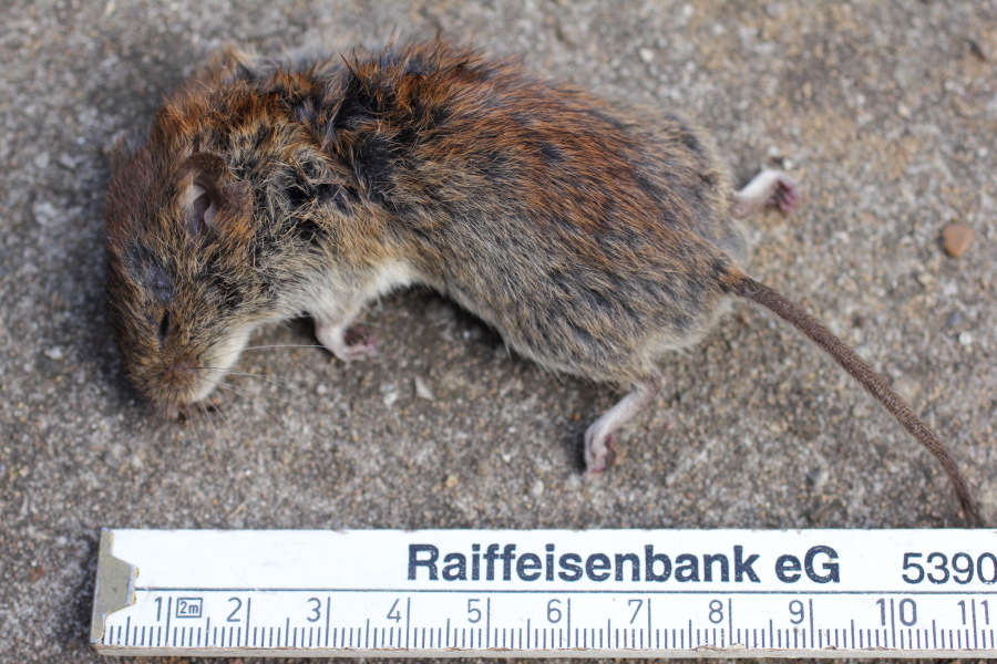 Ratte, Lokation: Deutschland | Nordrhein-Westfalen | Bergisch Gladbach | Rodemich Kategorien: Säugetiere, Datum: 19.05.2012