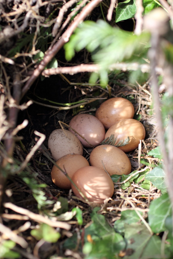 Eier in Naturnest