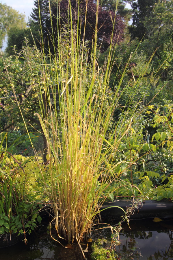 Zizania palustris (Wildreis), Lokation: Deutschland | Nordrhein-Westfalen | Bergisch Gladbach | Rodemich Kategorien: Permakultur, Familie: Poaceae (Süßgräser ), Datum: 30.09.2013