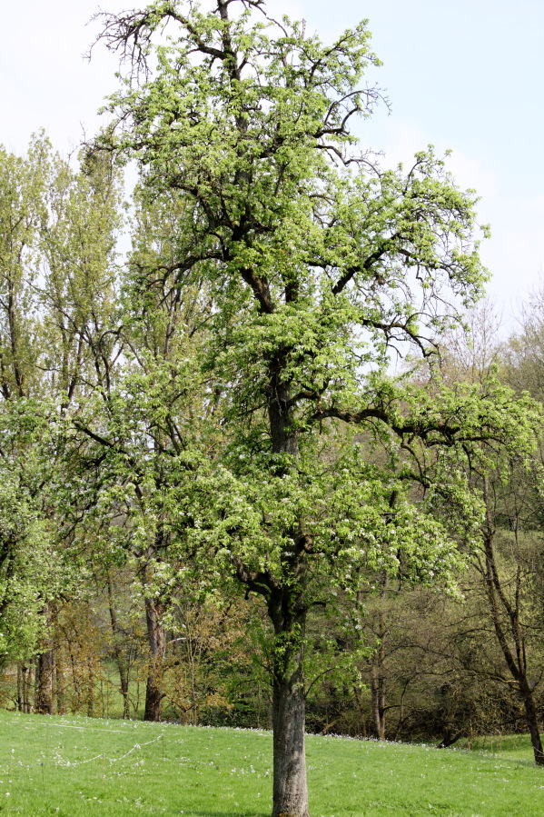 Lokation: Deutschland | Nordrhein-Westfalen | Bergisch Gladbach | Unterhombach Kategorien: Baum, Datum: 12.04.2014