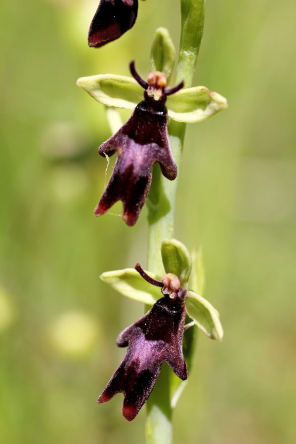Ophrys insectifera (Fliegen-Ragwurz), Lokation: Deutschland | Nordrhein-Westfalen | Bad Münstereifel | Eschweiler Kategorien: Blüte, Familie: Orchidaceae (Orchideen ), Datum: 31.05.2014