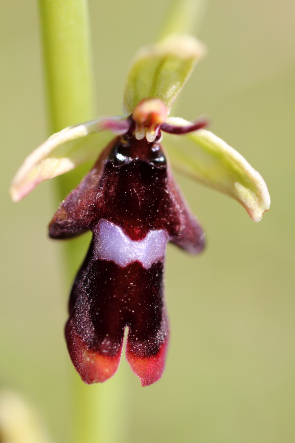 Ophrys insectifera (Fliegen-Ragwurz), Lokation: Deutschland | Nordrhein-Westfalen | Bad Münstereifel | Eschweiler Kategorien: Blüte, Familie: Orchidaceae (Orchideen ), Datum: 31.05.2014