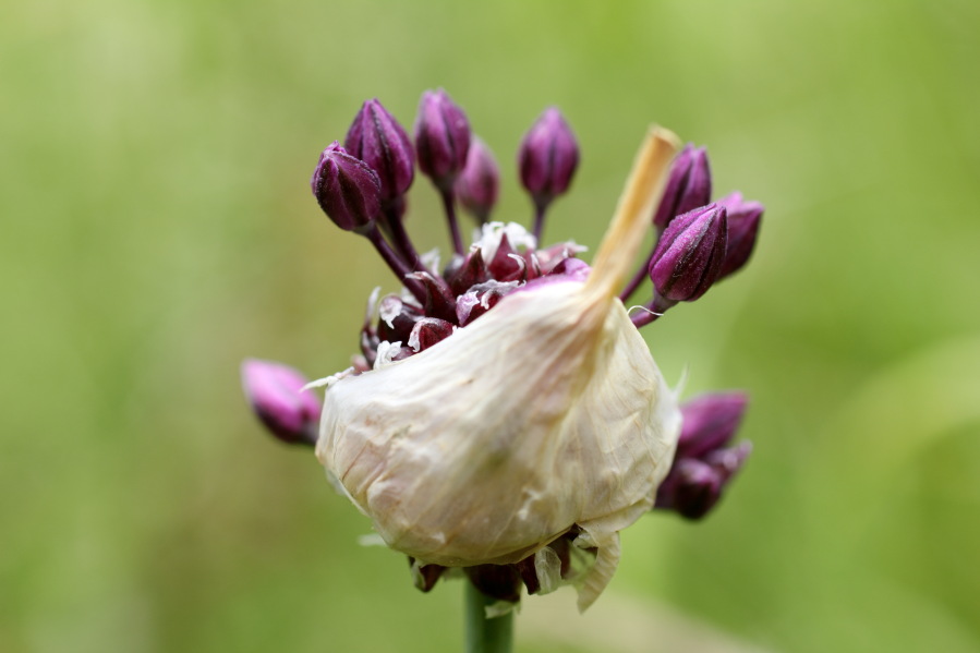 Allium vineale (Weinbergs-Lauch), Lokation: Deutschland | Rheinland-Pfalz | Remagen | Lohrsdorf Kategorien: Blüte, Familie: Amaryllidaceae (Narzissengewächse ), Datum: 07.06.2014