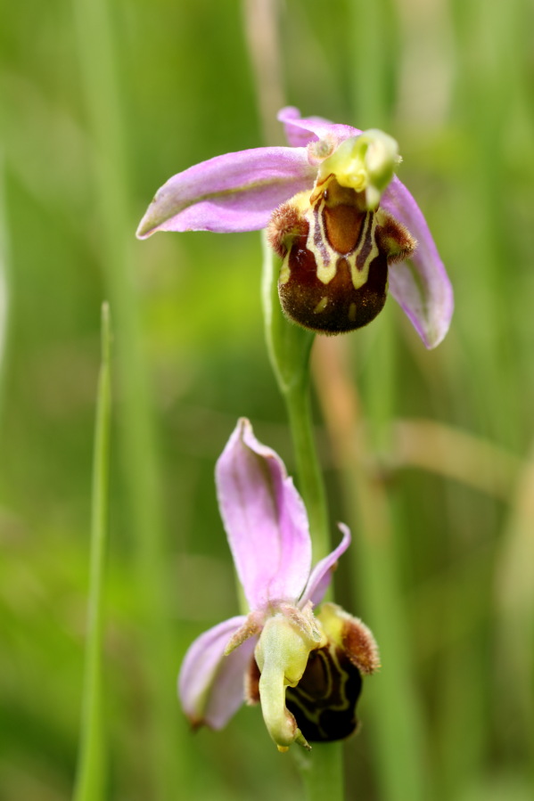 Ophrys apifera (Bienen-Ragwurz), Lokation: Deutschland | Rheinland-Pfalz | Remagen | Lohrsdorf Kategorien: Blüte, Familie: Orchidaceae (Orchideen ), Datum: 07.06.2014