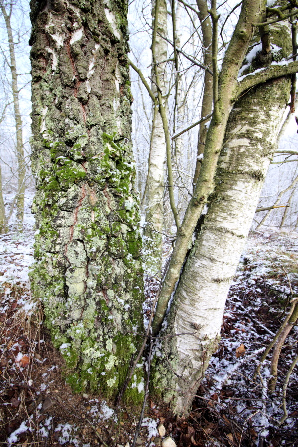 Lokation: Deutschland | Nordrhein-Westfalen | Köln | Kleineichen Kategorien: Baum, Winter, Datum: 04.02.2015