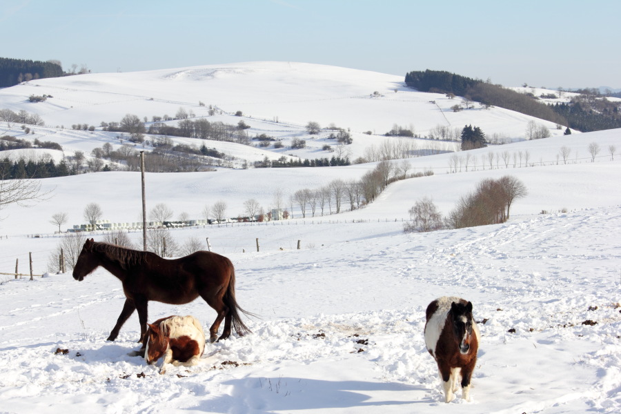 Lokation: Deutschland | Rheinland-Pfalz | Kerschenbach | Baasem Kategorien: Pferde, Datum: 07.02.2015