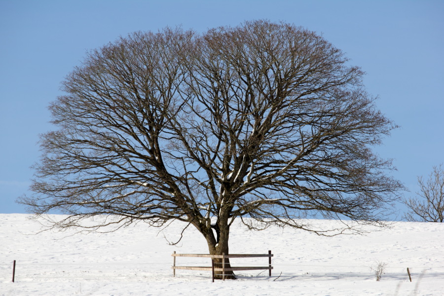 Lokation: Deutschland | Rheinland-Pfalz | Kerschenbach | Kronenburg Kategorien: Baum, Winter, Datum: 07.02.2015