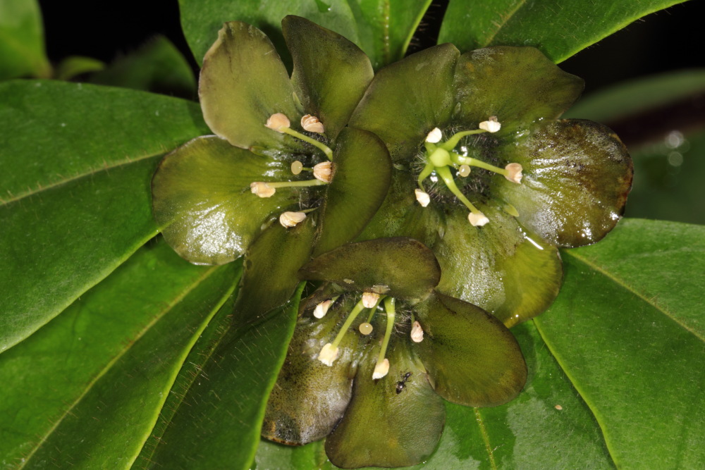 Deherainia smaragdina (Smaragdblume), Lokation: Deutschland | Nordrhein-Westfalen | Bonn | Poppelsdorf Kategorien: Gewächshaus, Familie: Primulaceae (Schlüsselblumengewächse ), Datum: 26.02.2015