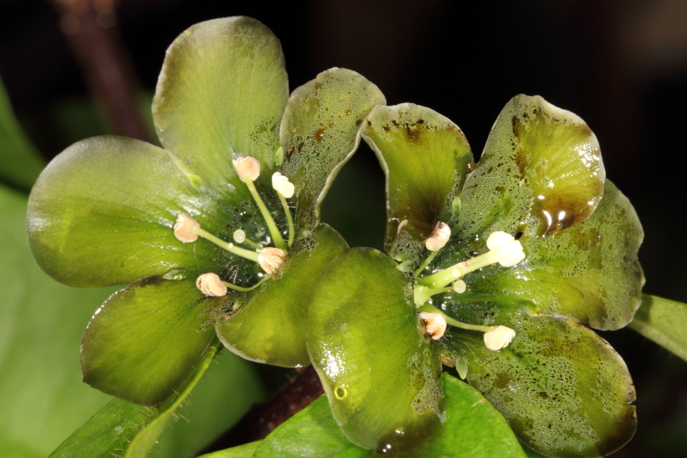 Deherainia smaragdina (Smaragdblume), Lokation: Poppelsdorf, Bonn, Nordrhein-Westfalen, Deutschland, Kategorien: Gewächshaus, Familie: Primulaceae (Schlüsselblumengewächse ), Datum: 26.02.2015
