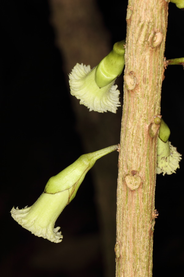 Amphitecna macrophylla, Lokation: Deutschland | Nordrhein-Westfalen | Bonn | Poppelsdorf Kategorien: Gewächshaus, Familie: Bignoniaceae (Bignoniengewächse), Datum: 26.02.2015