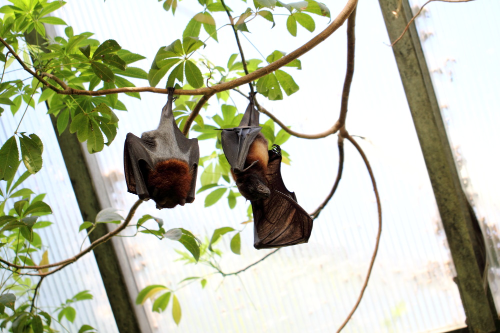 Lokation: Deutschland | Sachsen | Leipzig | Leipzig Kategorien: Zoo, Datum: 01.07.2015