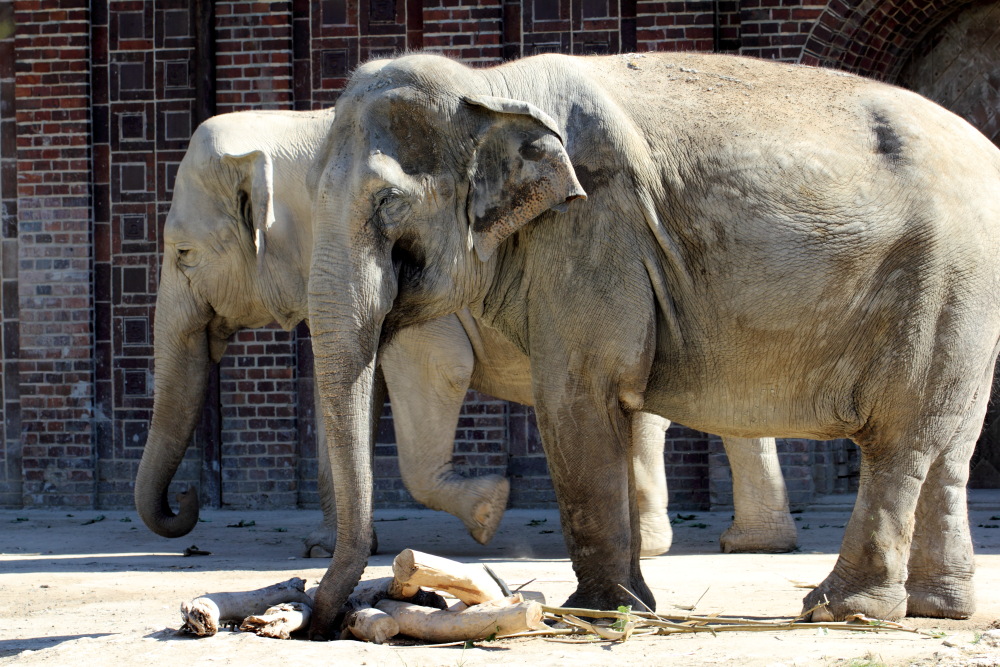 Lokation: Deutschland | Sachsen | Leipzig | Leipzig Kategorien: Zoo, Datum: 01.07.2015