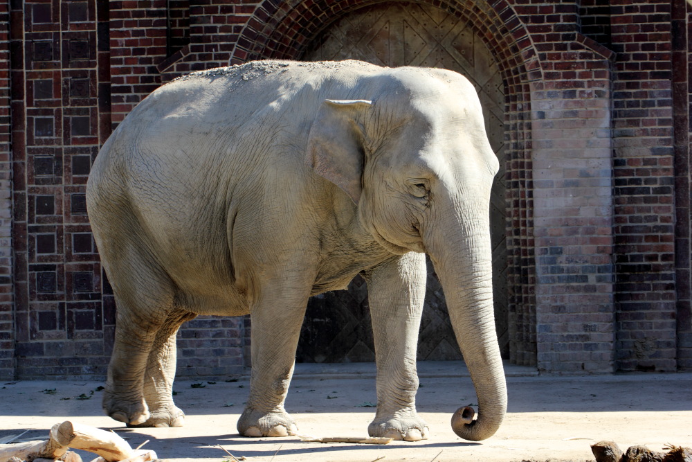 Lokation: Deutschland | Sachsen | Leipzig | Leipzig Kategorien: Zoo, Datum: 01.07.2015