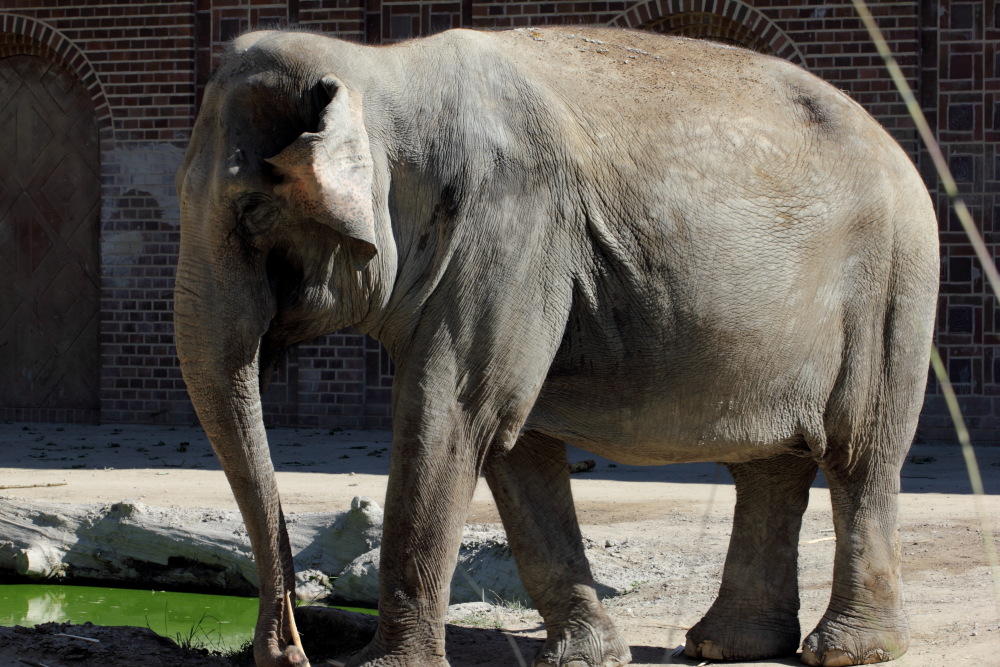 Lokation: Deutschland | Sachsen | Leipzig | Leipzig Kategorien: Zoo, Datum: 01.07.2015