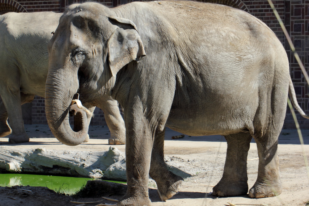 Lokation: Deutschland | Sachsen | Leipzig | Leipzig Kategorien: Zoo, Datum: 01.07.2015