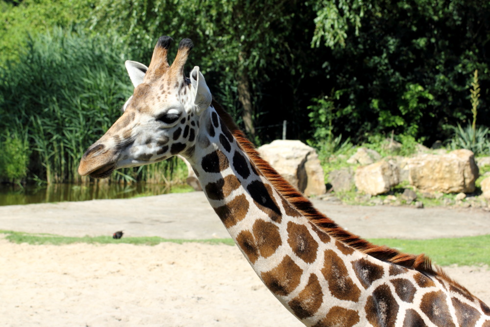 Giraffa camelopardalis rothschildi (Rothschildgiraffe), Lokation: Deutschland | Sachsen | Leipzig | Gohlis Kategorien: Zoo, Familie: Giraffidae (Giraffenartige), Datum: 01.07.2015