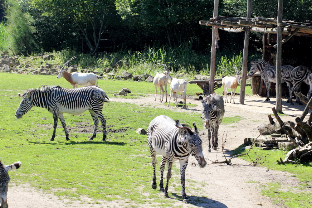 Equus grevyi (Grevy-Zebra), Lokation: Deutschland | Sachsen | Leipzig | Gohlis Kategorien: Zoo, Familie: Equidae (Einhufer), Datum: 01.07.2015