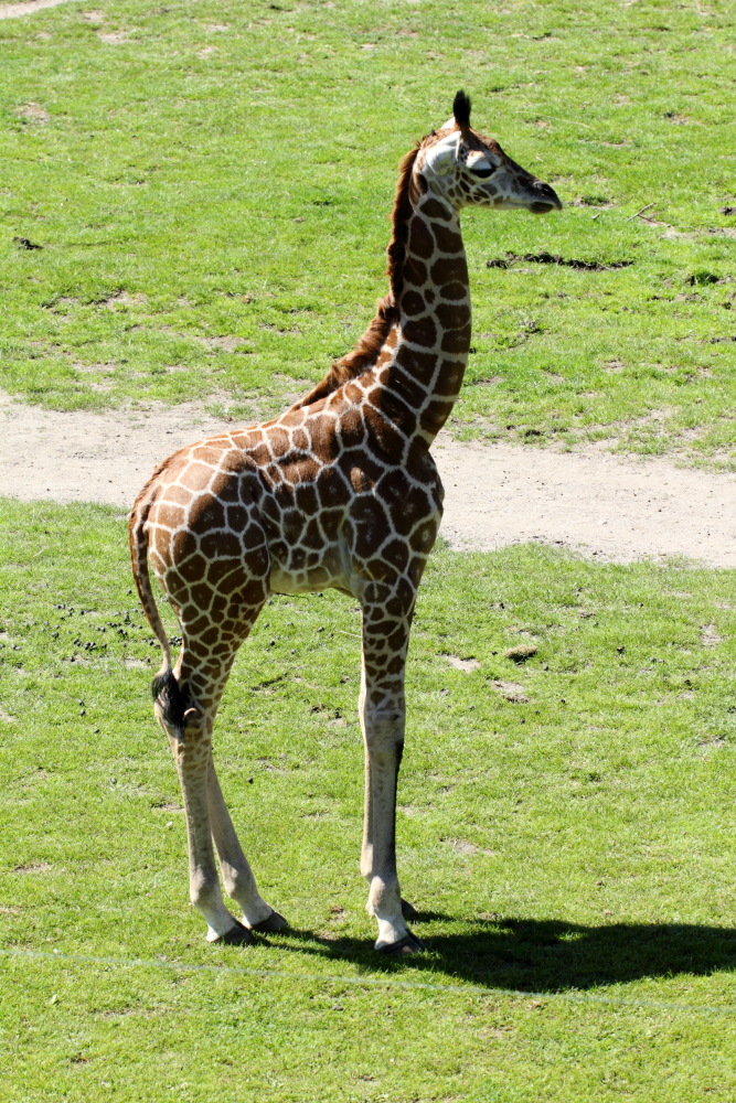 Giraffa camelopardalis rothschildi (Rothschildgiraffe), Lokation: Deutschland | Sachsen | Leipzig | Gohlis Kategorien: Zoo, Familie: Giraffidae (Giraffenartige), Datum: 01.07.2015