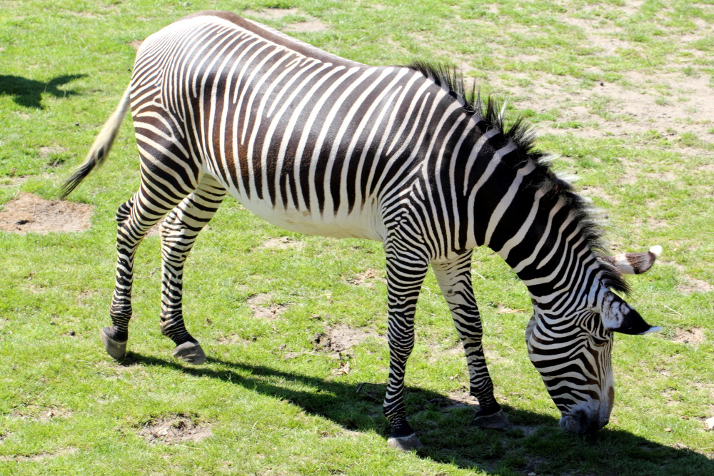 Equus grevyi (Grevy-Zebra), Lokation: Deutschland | Sachsen | Leipzig | Gohlis Kategorien: Zoo, Familie: Equidae (Einhufer), Datum: 01.07.2015