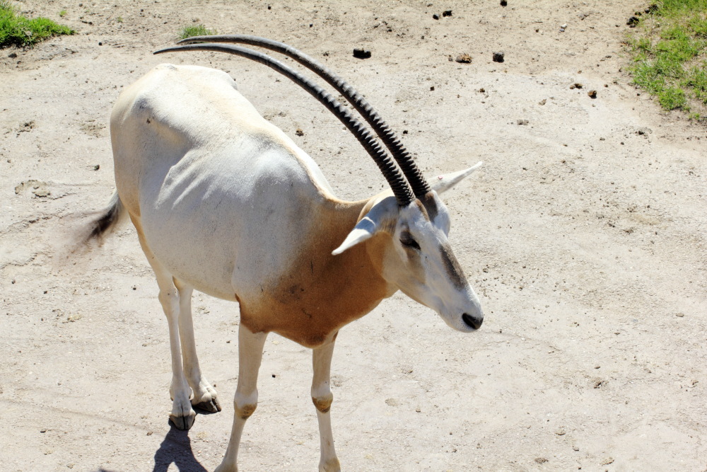 Oryx dammah (Säbelantilope), Lokation: Deutschland | Sachsen | Leipzig | Gohlis Kategorien: Zoo, Familie: Bovidae (Hornträger), Datum: 01.07.2015