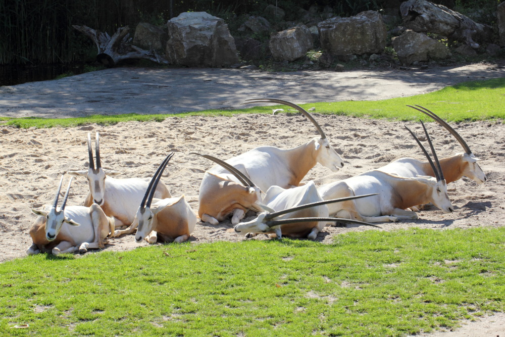 Oryx dammah (Säbelantilope), Lokation: Deutschland | Sachsen | Leipzig | Gohlis Kategorien: Zoo, Familie: Bovidae (Hornträger), Datum: 01.07.2015