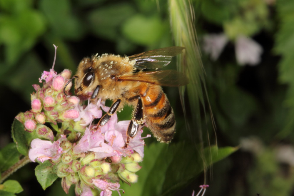 Lokation: Deutschland | Nordrhein-Westfalen | Bergisch Gladbach | Rodemich Kategorien: Bienen, Datum: 05.08.2015