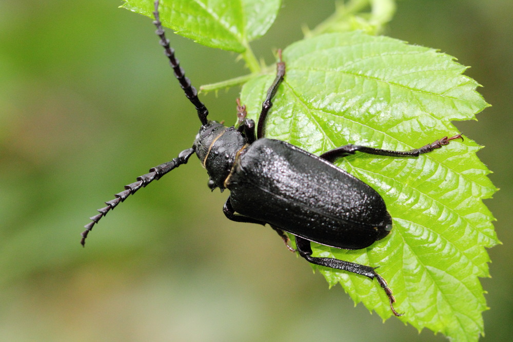 Sägebock (Prionus coriarius), Kategorien: Käfer, Familie: Cerambycidae (Bockkäfer), Datum: 08.08.2015