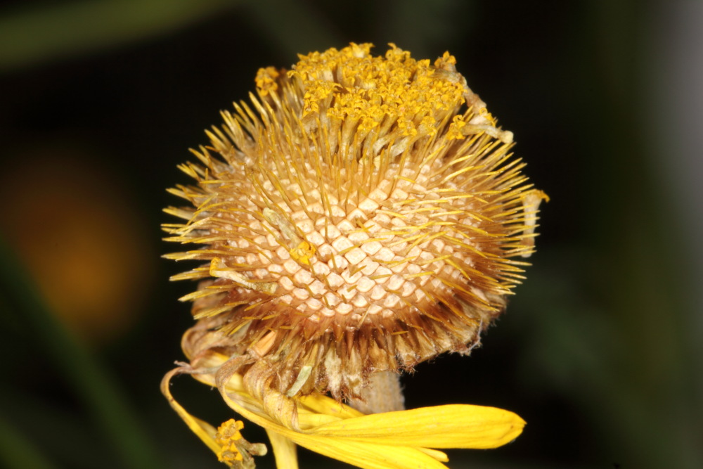 Färberkamille (Anthemis tinctoria), Lokation: Deutschland | Nordrhein-Westfalen | Bergisch Gladbach | Rodemich Kategorien: Samen, Familie: Asteraceae (Korbblütler ), Datum: 09.08.2015