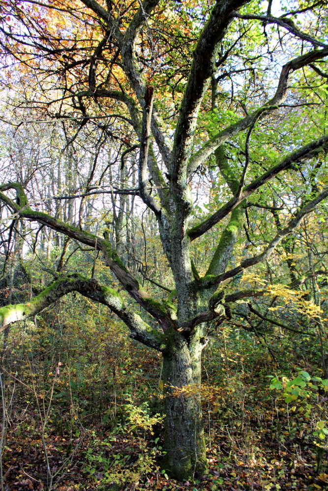 Lokation: Deutschland | Saarland | Neunkirchen/Saar | Wiebelskirchen Kategorien: Baum, Äpfel, Datum: 04.11.2015