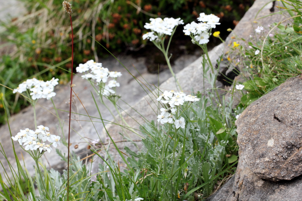 Achillea clavennae (Steinraute), Lokation: Österreich | Tirol | Winkl | Winkl Kategorien: Habitus, Familie: Asteraceae (Korbblütler ), Datum: 07.07.2015