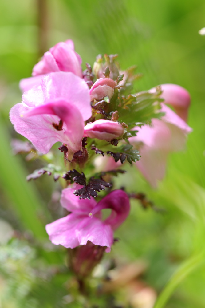 Pedicularis rostratocapitata (Kopfiges Läusekraut), Lokation: Österreich | Tirol | Winkl | Winkl Kategorien: Blüte, Familie: Orobanchaceae (Sommerwurzgewächse ), Datum: 07.07.2015