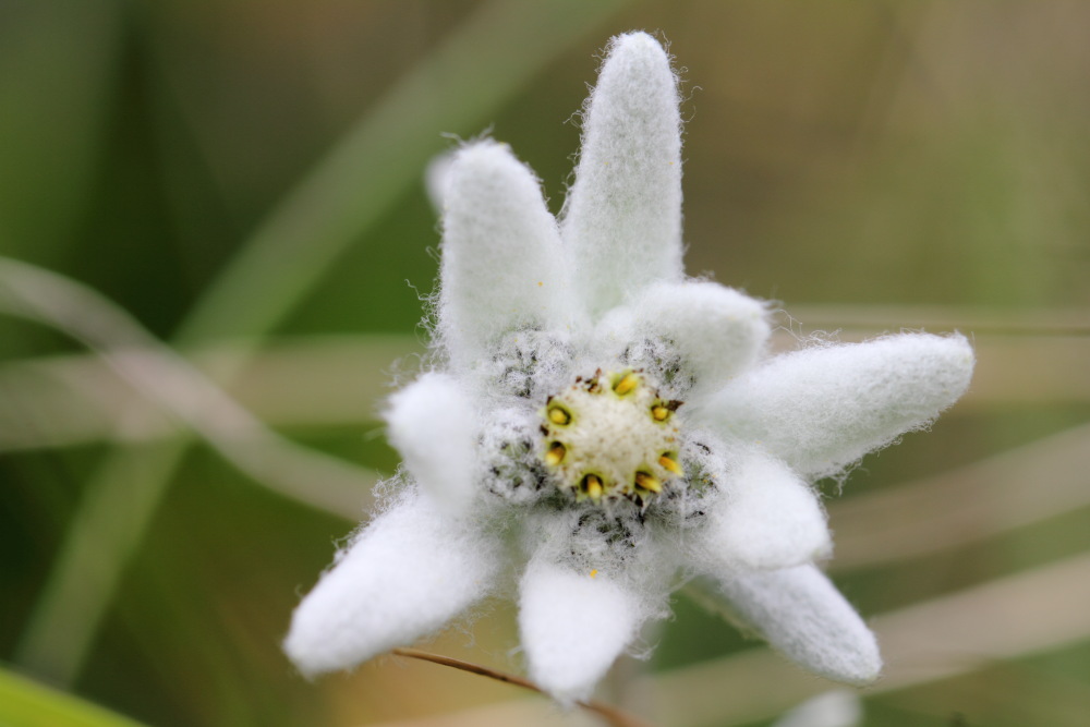 Leontopodium nivale (Alpen-Edelweiß), Lokation: Österreich | Tirol | Winkl | Winkl Kategorien: Blüte, Familie: Asteraceae (Korbblütler ), Datum: 07.07.2015
