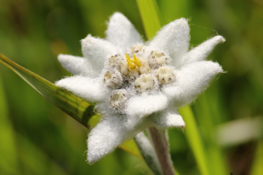 Leontopodium nivale (Alpen-Edelweiß), Lokation: Österreich | Tirol | Winkl | Winkl Kategorien: Blüte, Familie: Asteraceae (Korbblütler ), Datum: 07.07.2015