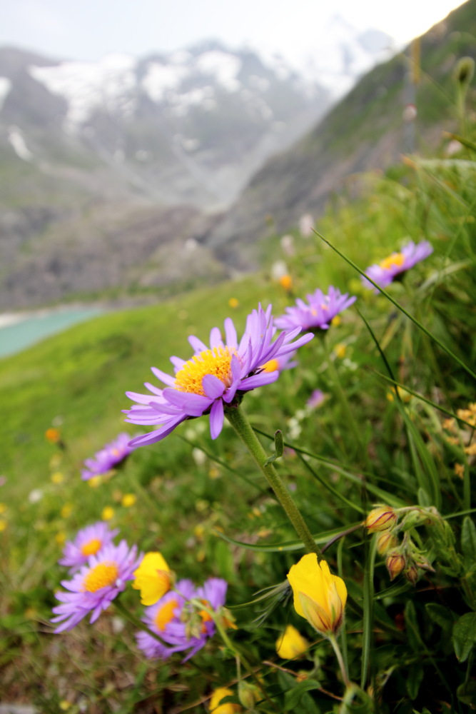 Aster alpinus (Alpen-Aster), Lokation: Österreich | Tirol | Winkl | Winkl Kategorien: Habitus, Familie: Asteraceae (Korbblütler ), Datum: 07.07.2015