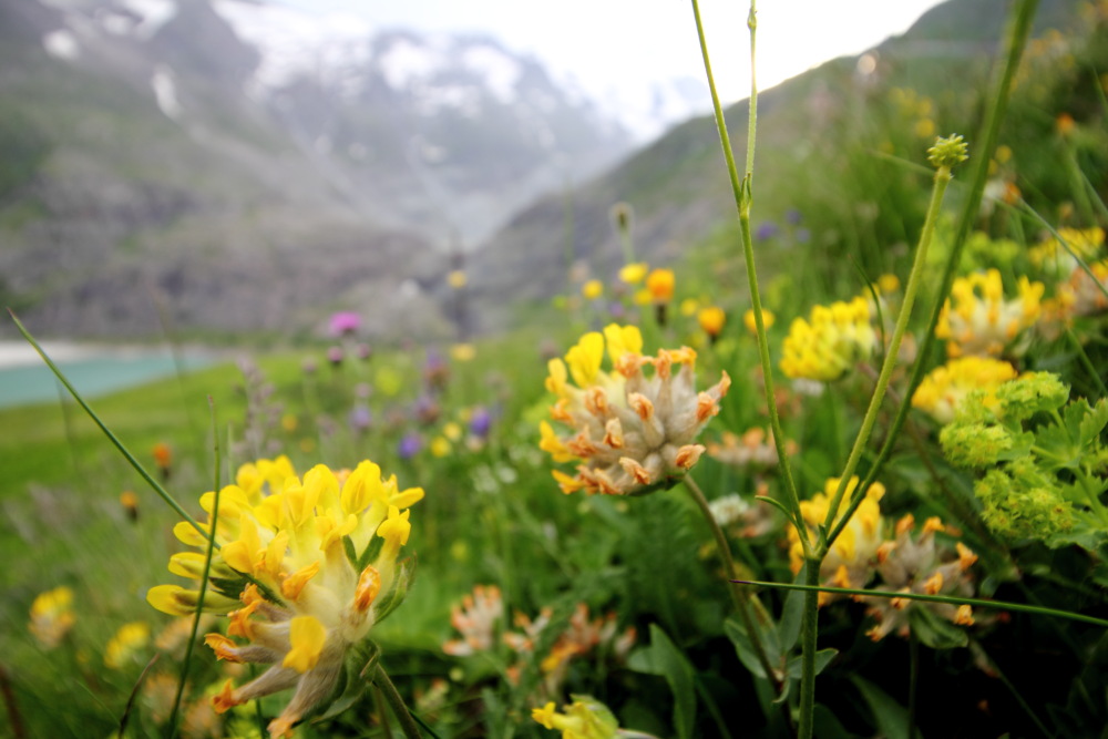 Lokation: Österreich | Tirol | Winkl | Winkl Kategorien: Habitus, Datum: 07.07.2015