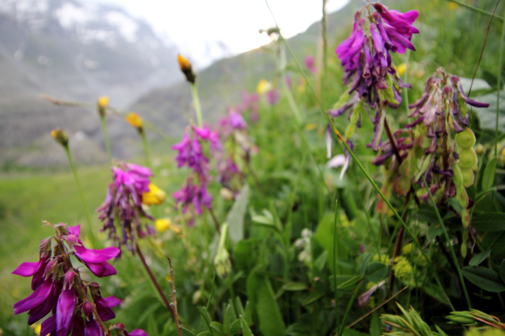 Lokation: Österreich | Tirol | Winkl | Winkl Kategorien: Habitus, Datum: 07.07.2015