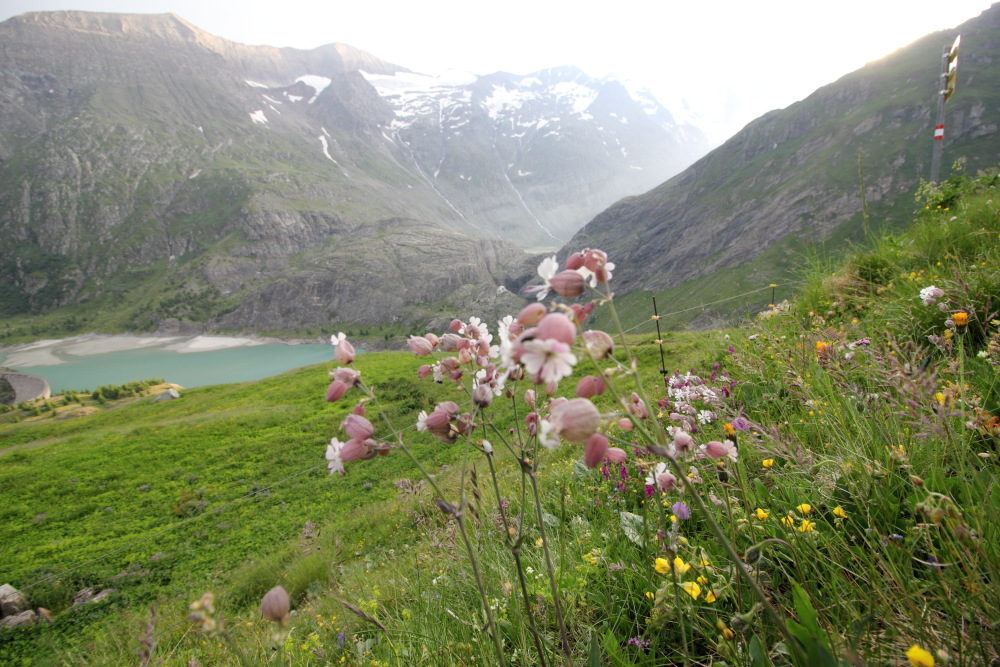 Lokation: Österreich | Tirol | Winkl | Winkl Kategorien: Habitus, Berge, Datum: 07.07.2015