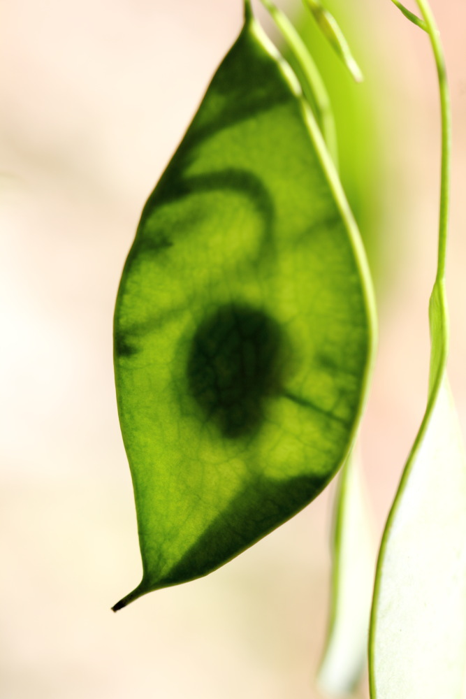 Lunaria rediviva (Wildes Silberblatt), Lokation: Österreich | Kärnten | Strugarjach-Strugarje | Sapotnica Kategorien: Früchte, Familie: Brassicaceae (Kreuzblütler ), Datum: 09.07.2015