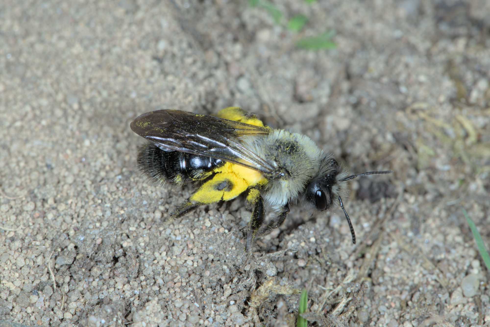 Weiden-Sandbiene (Andrena vaga), Lokation: Deutschland | Nordrhein-Westfalen | Köln | Mühlheim Kategorien: Bienen, Familie: Andrenidae (Sandbienen), Datum: 16.04.2016