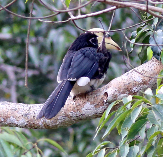 Anthracoceros albirostris (Orientalischer Hornvogel), Lokation: Thailand | Nakhon Ratchasima | Ban Phak Pa Mai Kategorien: Säugetiere, Familie: Bucerotidae (Hornvögel), Datum: 02.02.2016