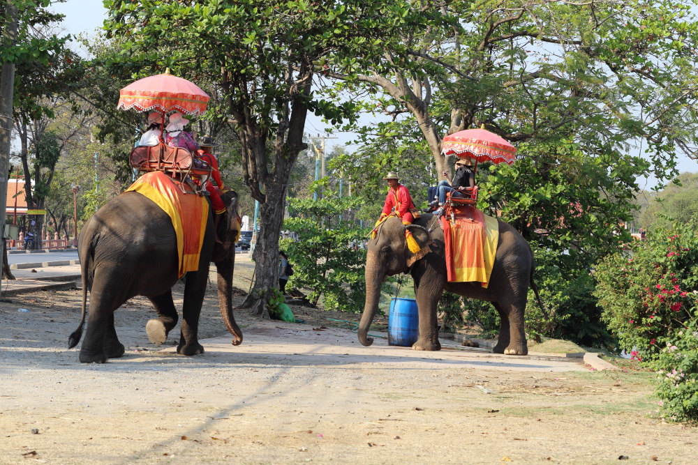 Lokation: Thailand | Phranakhon Si Ayutthaya | Pharnakhon Si Ayutthaya | Ayutthaya Kategorien: Säugetiere, Datum: 05.02.2016