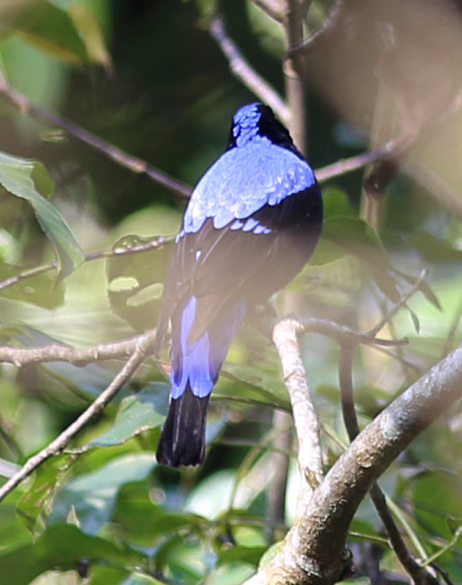 Irena puella (Elfenblauvogel), Lokation: Thailand | Phetchaburi | Ban Krang Kategorien: Vögel, Familie: Irenidae (Feenvögel), Datum: 08.02.2016