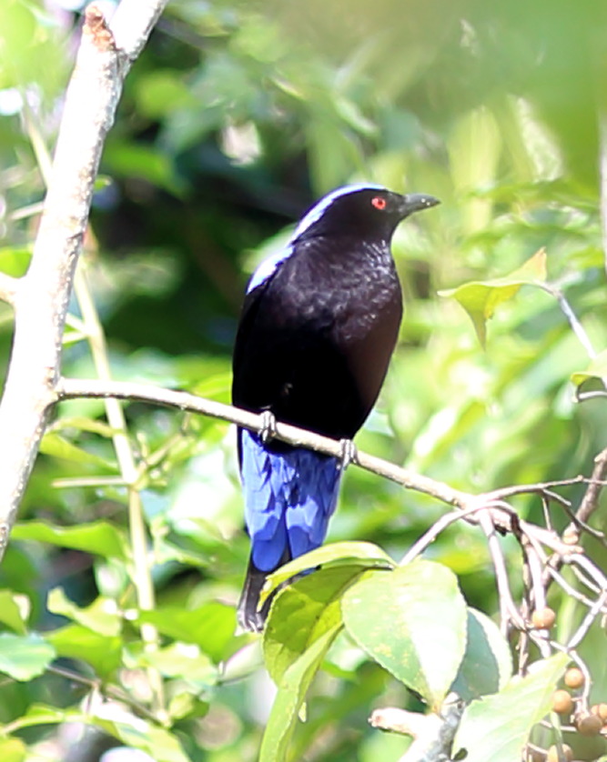 Irena puella (Elfenblauvogel), Lokation: Thailand | Phetchaburi | Ban Krang Kategorien: Vögel, Familie: Irenidae (Feenvögel), Datum: 08.02.2016