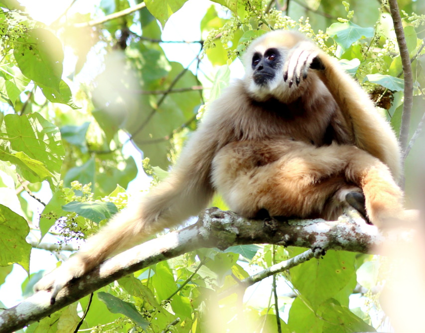 Hylobates lar (Lar-Gibbon), Lokation: Thailand | Phetchaburi | Ban Krang Kategorien: Säugetiere, Familie: Hylobatidae (Gibbons), Datum: 08.02.2016