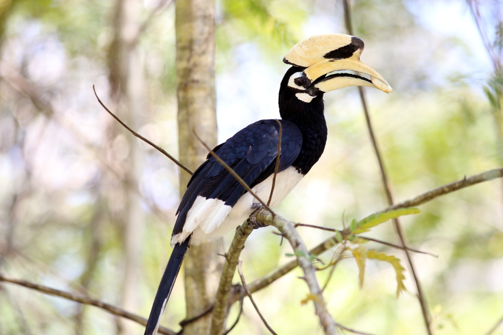 Anthracoceros albirostris (Orientalischer Hornvogel), Lokation: Thailand | Phetchaburi | Ban Krang Kategorien: Vögel, Familie: Bucerotidae (Hornvögel), Datum: 08.02.2016