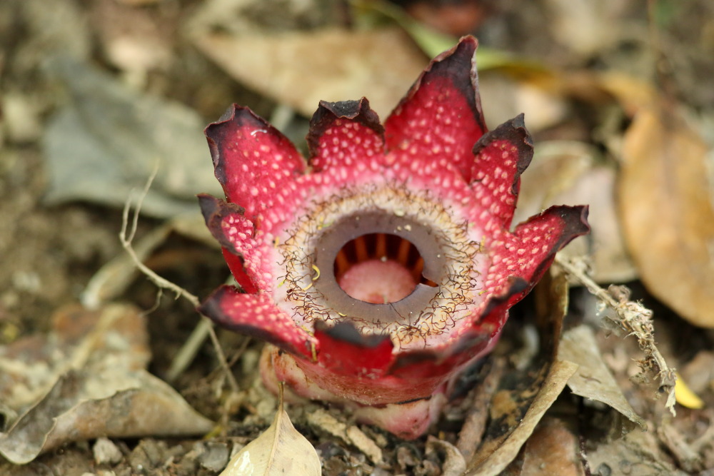 Sapria ram, Lokation: Thailand | Phetchaburi | Ban Krang Kategorien: Blüte, Familie: Rafflesiaceae (Rafflesiengewächse), Datum: 08.02.2016