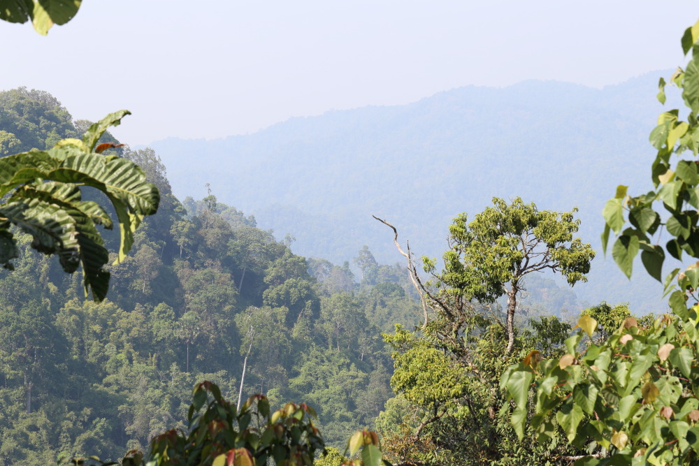 Lokation: Thailand | Phetchaburi | Ban Krang Kategorien: Wald, Datum: 08.02.2016