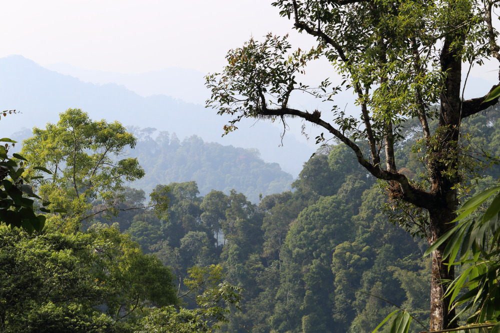 Lokation: Thailand | Phetchaburi | Ban Krang Kategorien: Wald, Datum: 08.02.2016