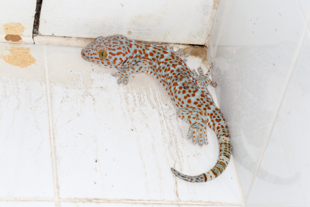 Gekko gecko, Lokation: Thailand | Phetchaburi | Ban Krang Kategorien: Reptilien, Familie: Gekkonidae (Geckos), Datum: 08.02.2016